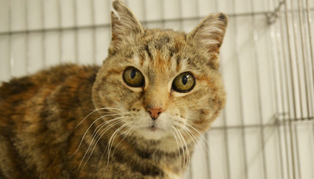 OPINION: Rock Springs Gas Chambers are Unethical