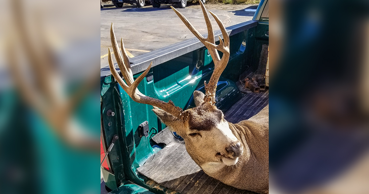 Game & Fish Looking for Information on Deer Poached in Rock Springs