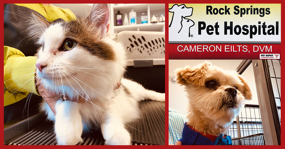 Get to Know Rock Springs Pet Hospital
