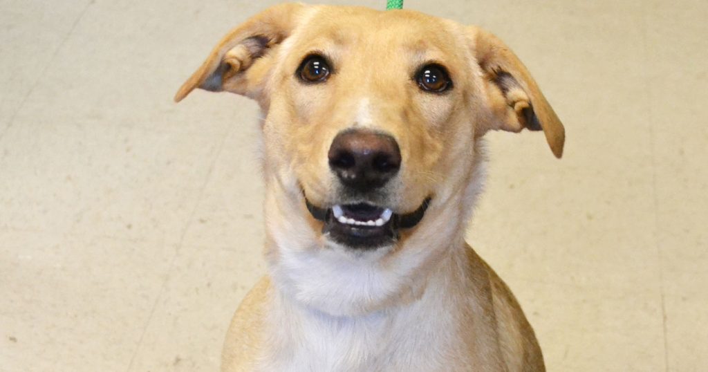 Adorable Adoptables: Badger, Skye, & Mercedes