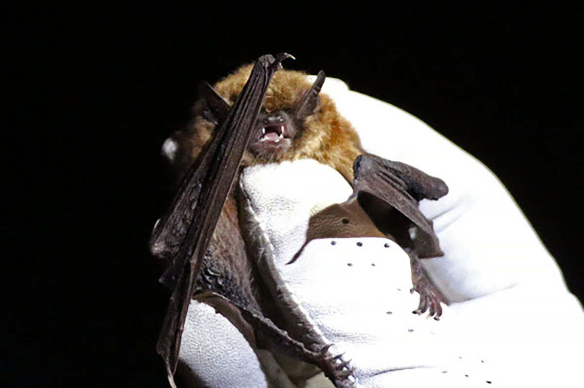 Where in Wyoming Do Bats Winter? The WGFD Hopes to Find Out