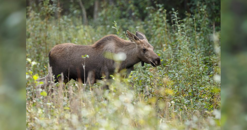 Game and Fish Seeks Tips on Cow Moose Poached Near Saratoga