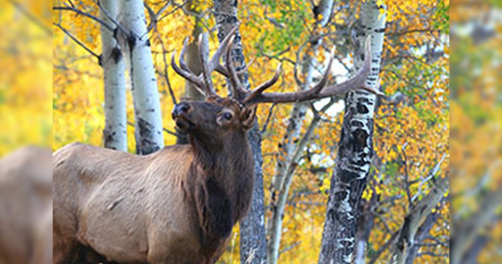 Researchers Successfully Train Computers to Identify Animals in Photos