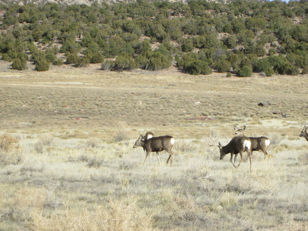 OPINION: Mule Deer Population Survival Is Up To Us
