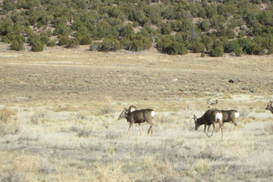 OPINION: Mule Deer Population Survival Is Up To Us