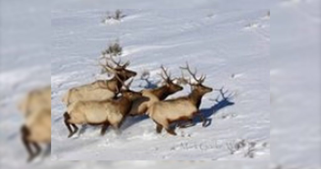 Game and Fish wildlife habitat management areas beginning to close for winter