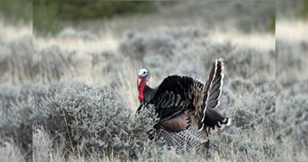 Thanksgiving Puts Spotlight on Wyoming’s Bright Turkey History