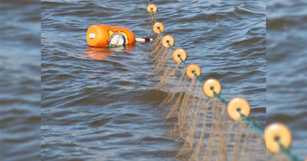 Green River Fisheries Biologists Complete Fall Netting