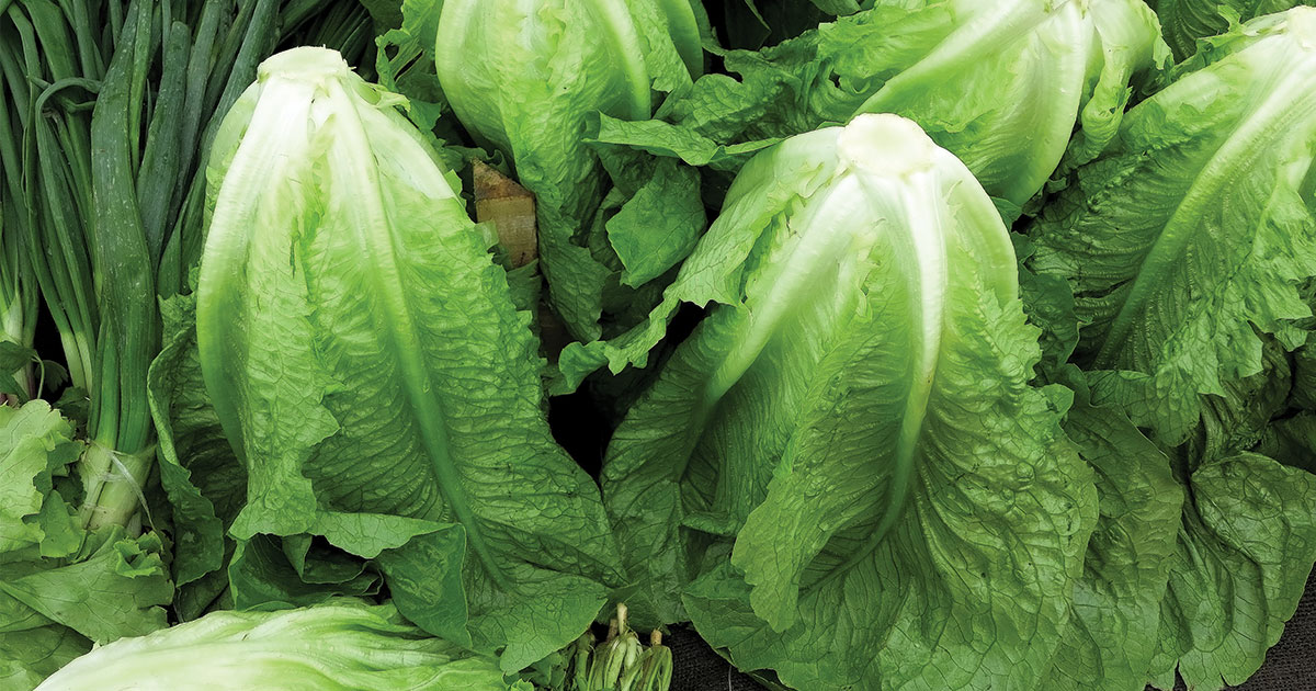 CDC Warns That All Types of Romaine Lettuce Not Safe