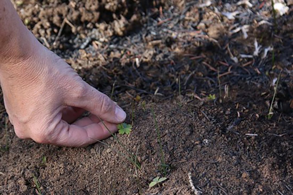 A Positive Spin On One of 2018’s Most Devastating Fires
