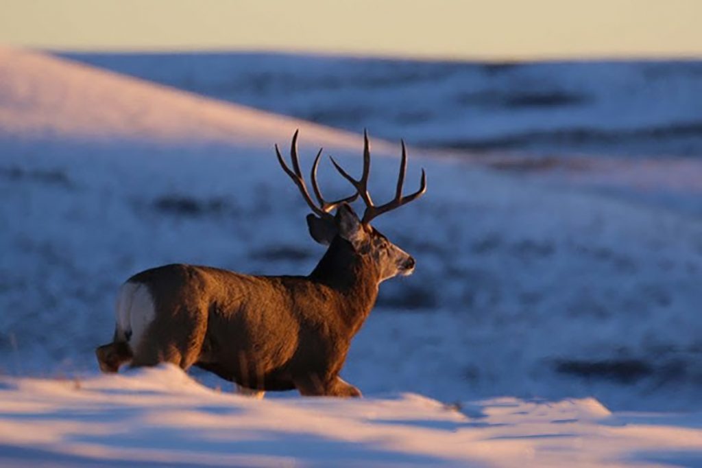 Pinedale Wildlife Habitat Management Area to Open May 1