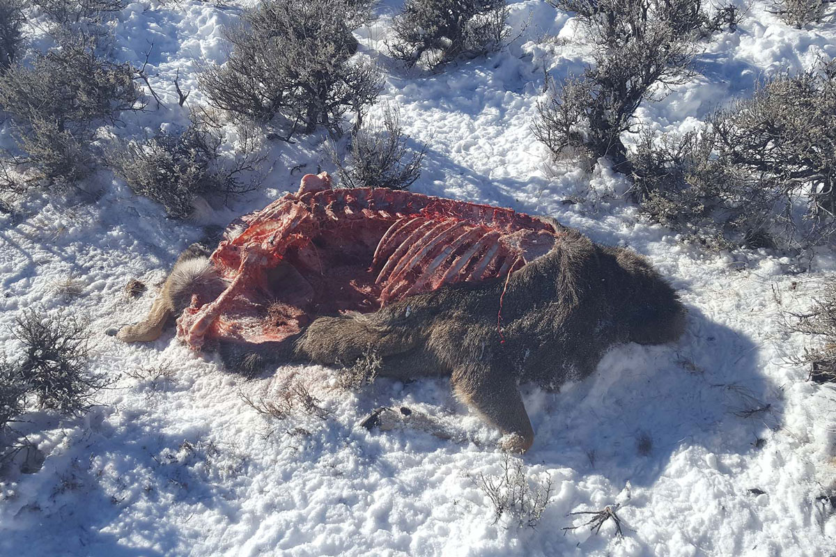 Two Mule Deer Poached Near Pinedale