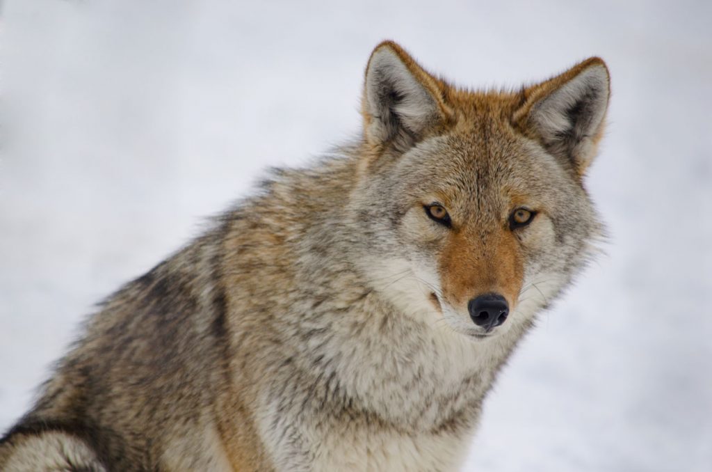 OPINION:  End the Brutal “Coyote Whacking” in Wyoming