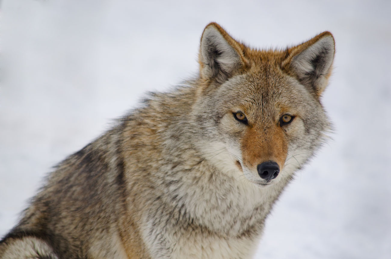 OPINION:  End the Brutal “Coyote Whacking” in Wyoming