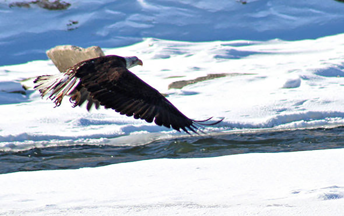 Winter A Great Time to Bird Watch; Just Bring Your Long Underwear Along!