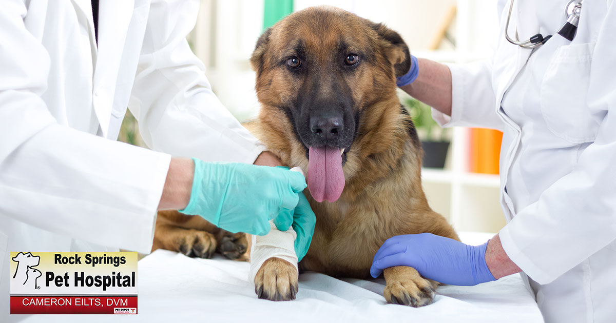 Get Quality Emergency Care for Your Pet 24-Hours a Day