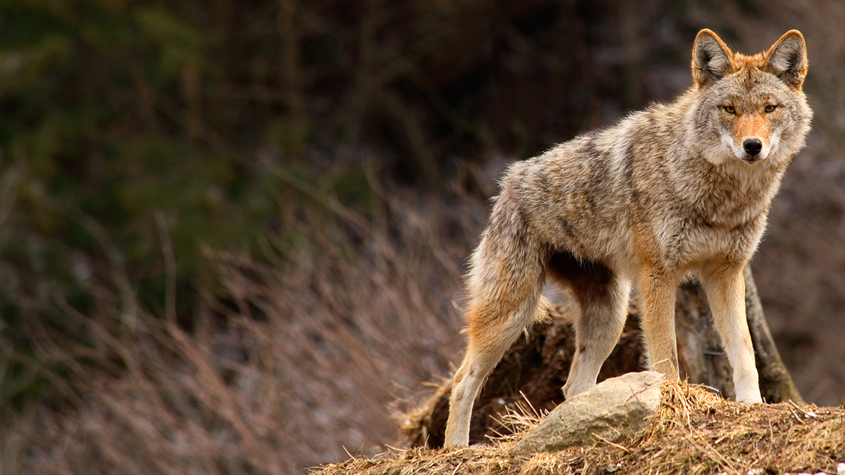 OPINION:  End the Brutal “Coyote Whacking” in Wyoming ??