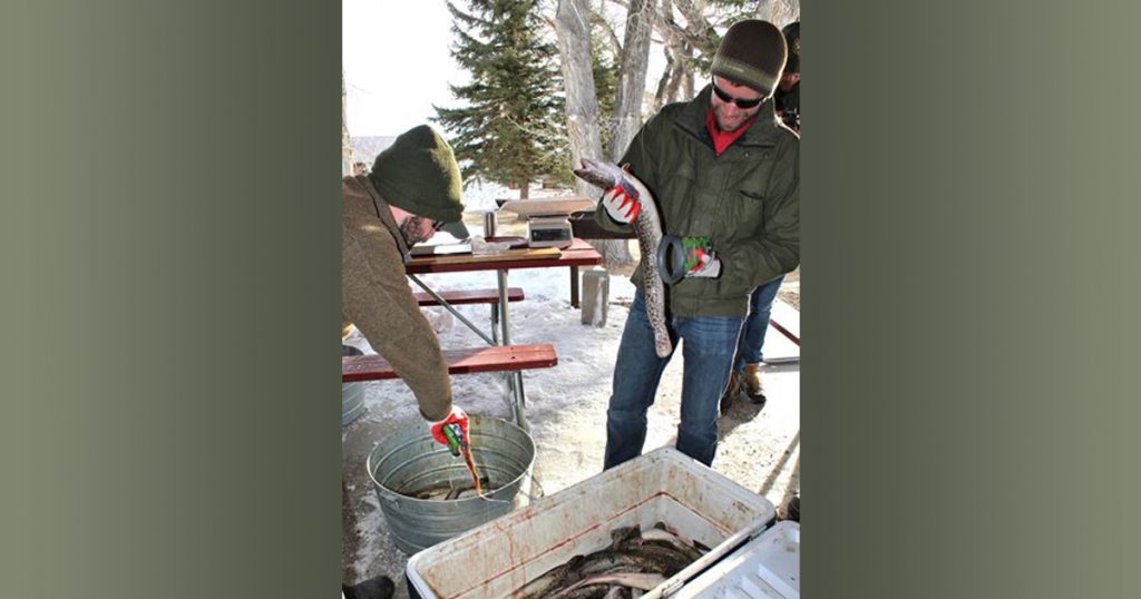 Burbot Bash A Huge Success As Anglers Remove Invasive Species From Flaming Gorge