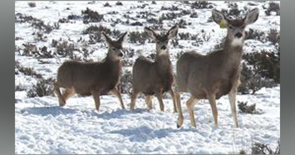 Public Invited to Discuss Wyoming Range Mule Deer Herd, Big Game Migration Corridors
