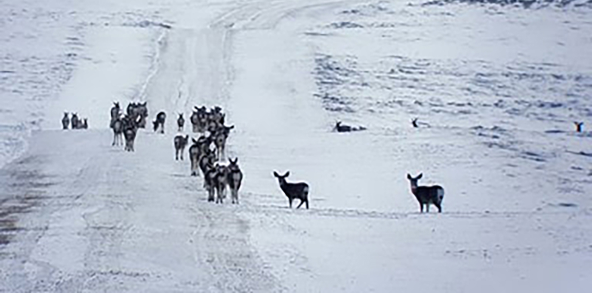 Potential Hard Winter for Some Big Game Populations in the Pinedale Area