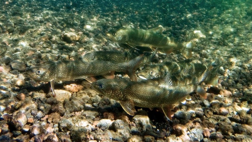 “Mac Attack” Fishing Derby Created to Benefit Flaming Gorge Fishery