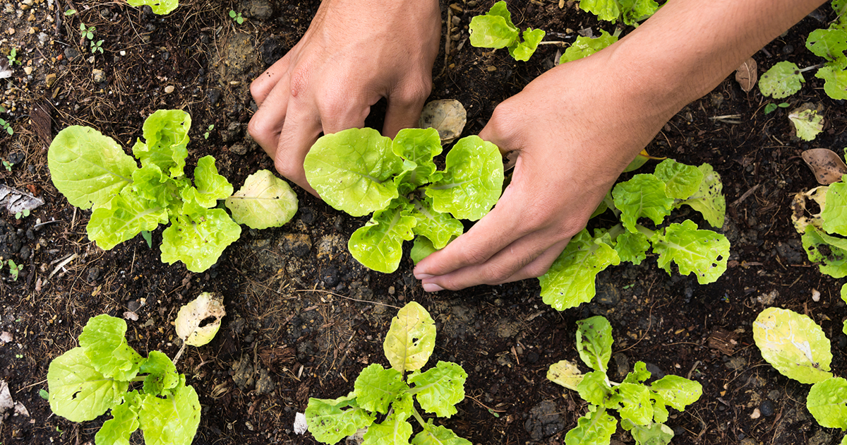 #GetGrowing: Wyoming Gardening Hacks