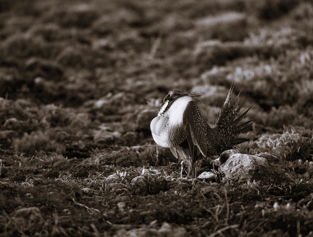 Southwest Sage Grouse Working Group Meets March 18 at Green River Office
