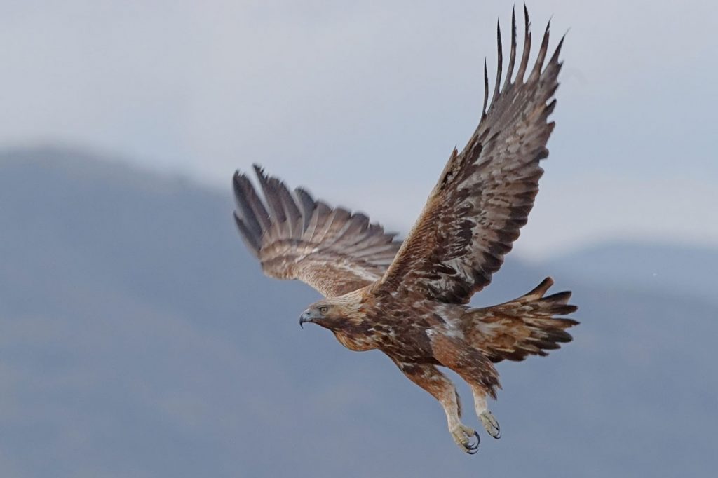 Yellowstone Golden Eagle Dies from Lead Poisoning