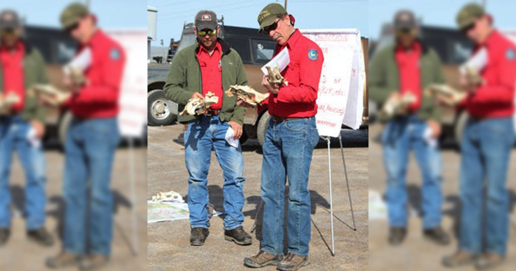 Volunteers Needed for Annual Deer Mortality Surveys