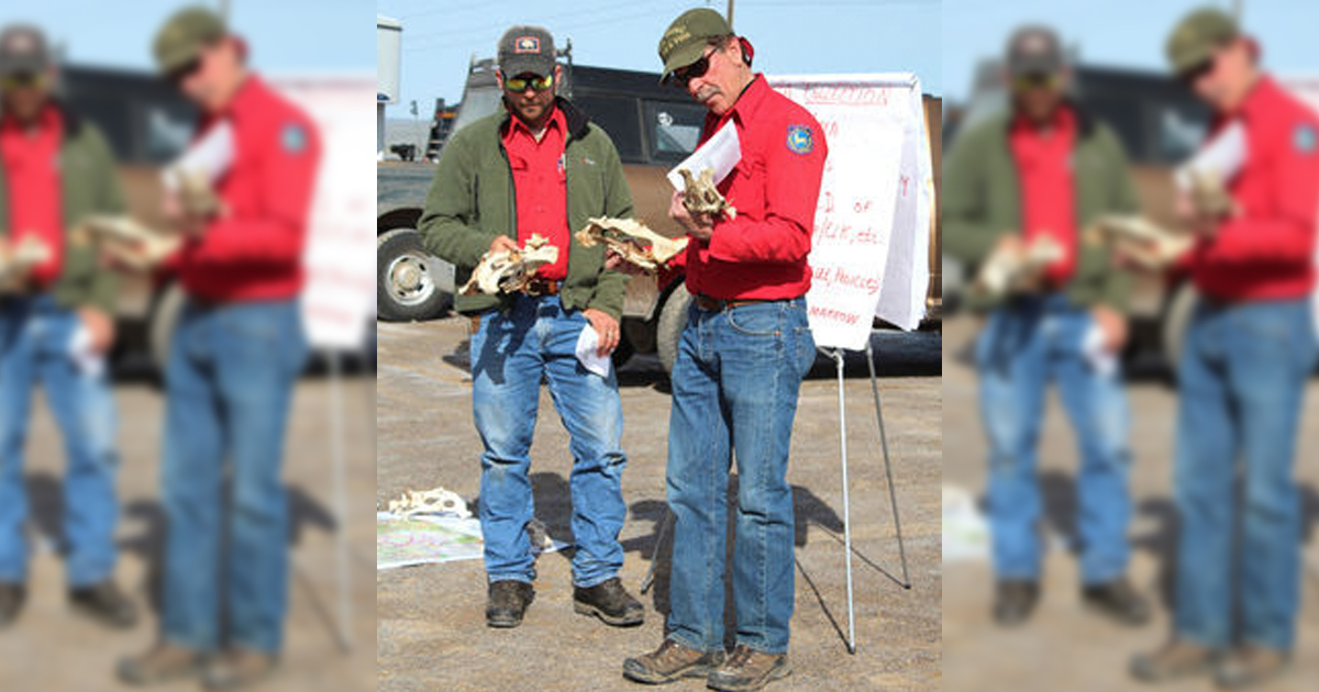 Volunteers Needed for Annual Deer Mortality Surveys