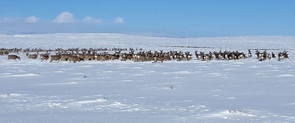 Game and Fish Report Hard Winter for Deer and Pronghorn South of Pinedale