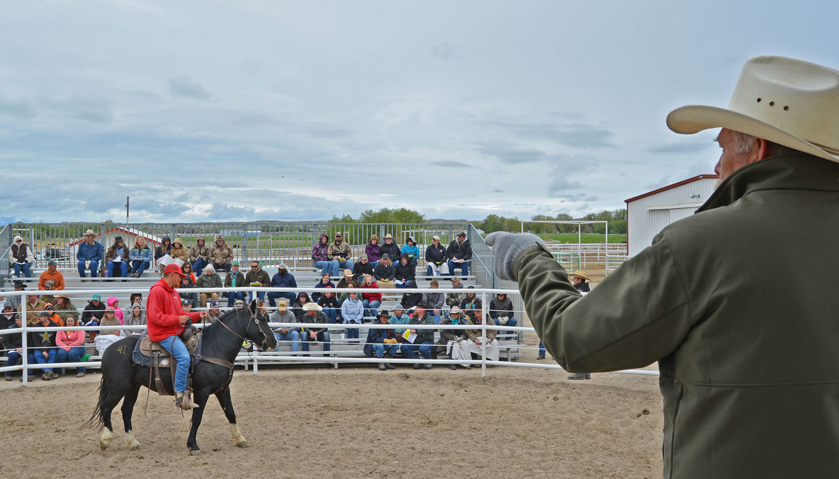 Record High Bid at Honor Farm Wild Horse and Burro Adoption