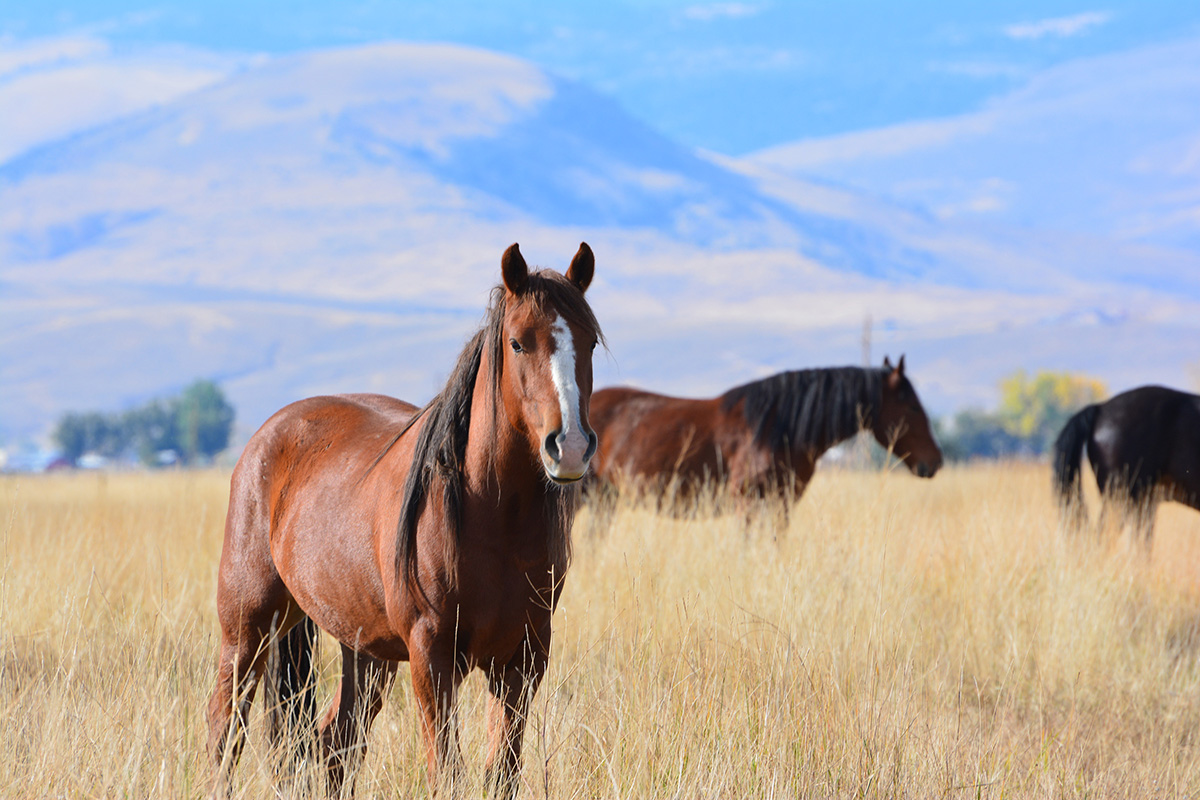 BLM and Lander Wild Horse Ranch Offer Adoption and Free Public Days