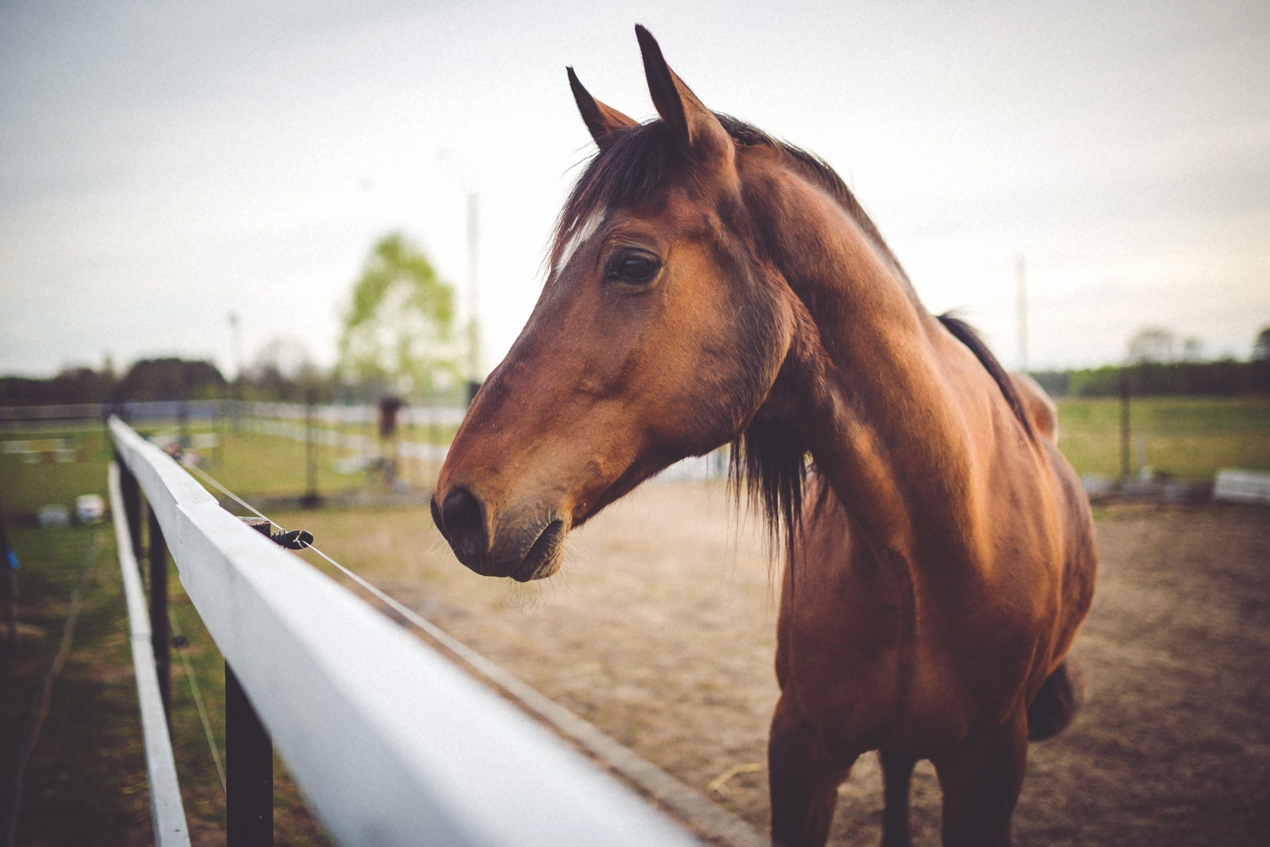 After Discussion Parties Decide to Keep Live Horse Racing But Future Remains Foggy