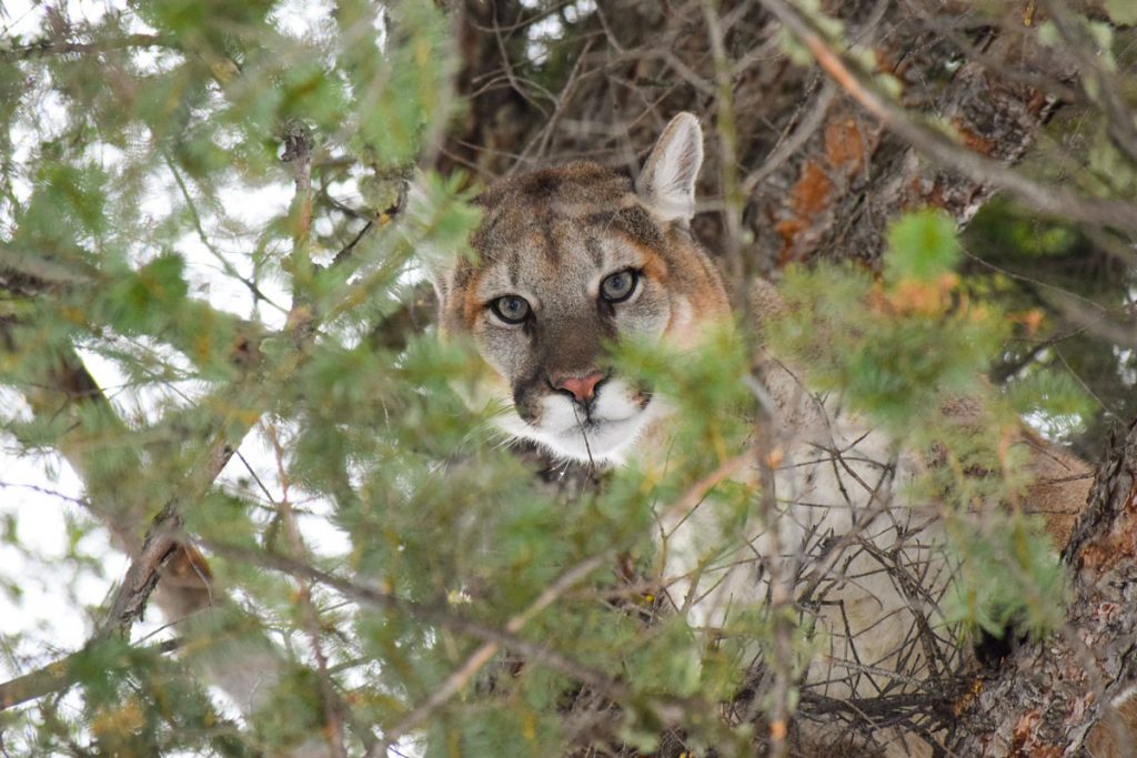 Three Men Sentenced for Illegal Mountain Lion Hunt