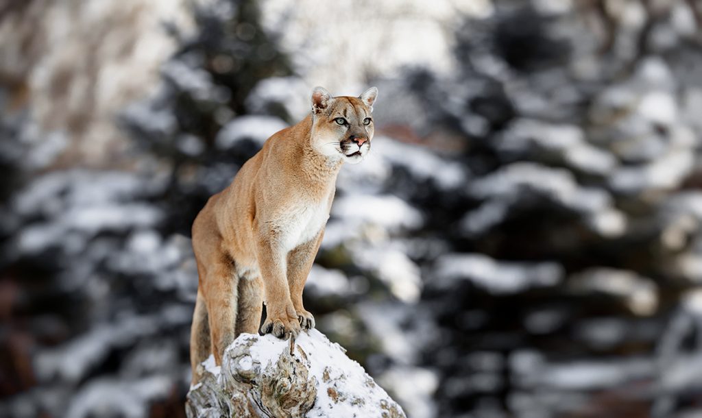 Game and Fish Public Meeting to Discuss Mountain Lion, Gray Wolf Hunting Seasons and More