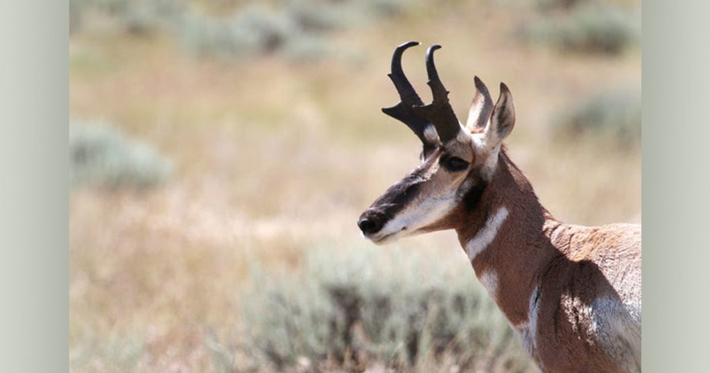 Big Game Hunting Application Deadline Approaching