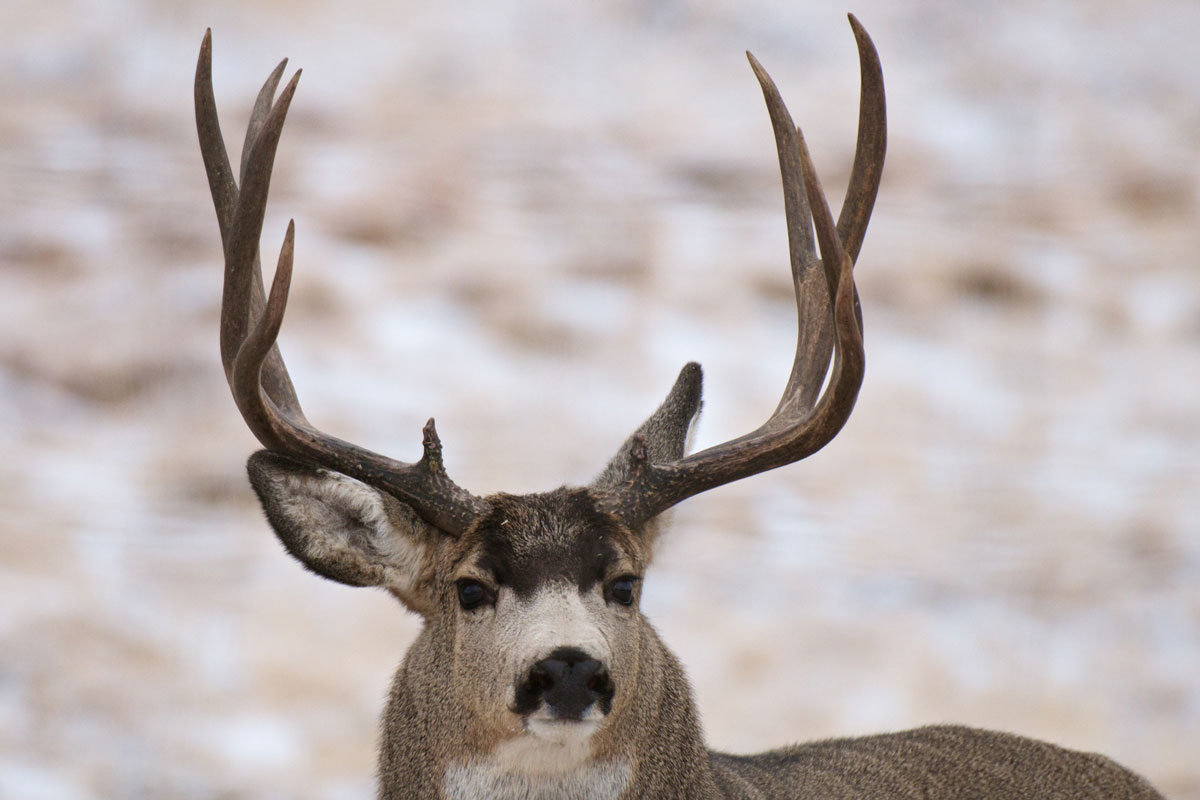 Chronic Wasting Disease Found in Deer West of Continential Divide