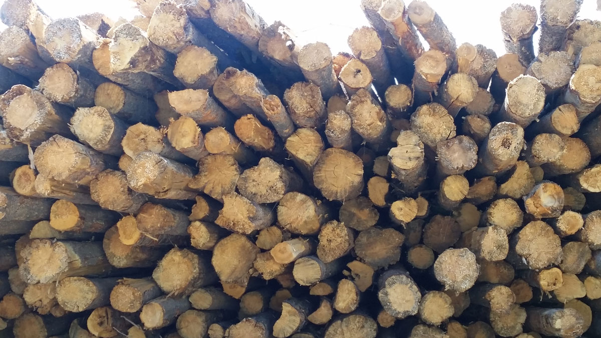 BLM High Desert District Standardizes Wood Cutting Permits