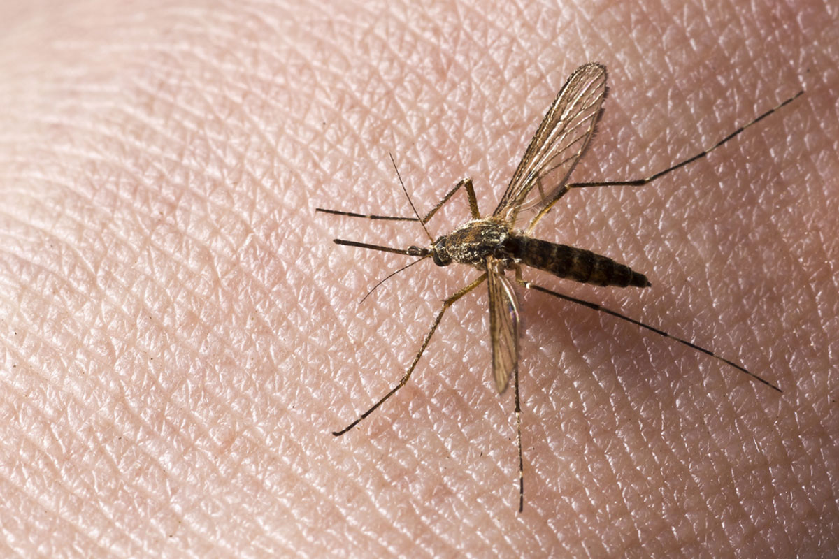 West Nile Virus Already Active in Wyoming for 2019