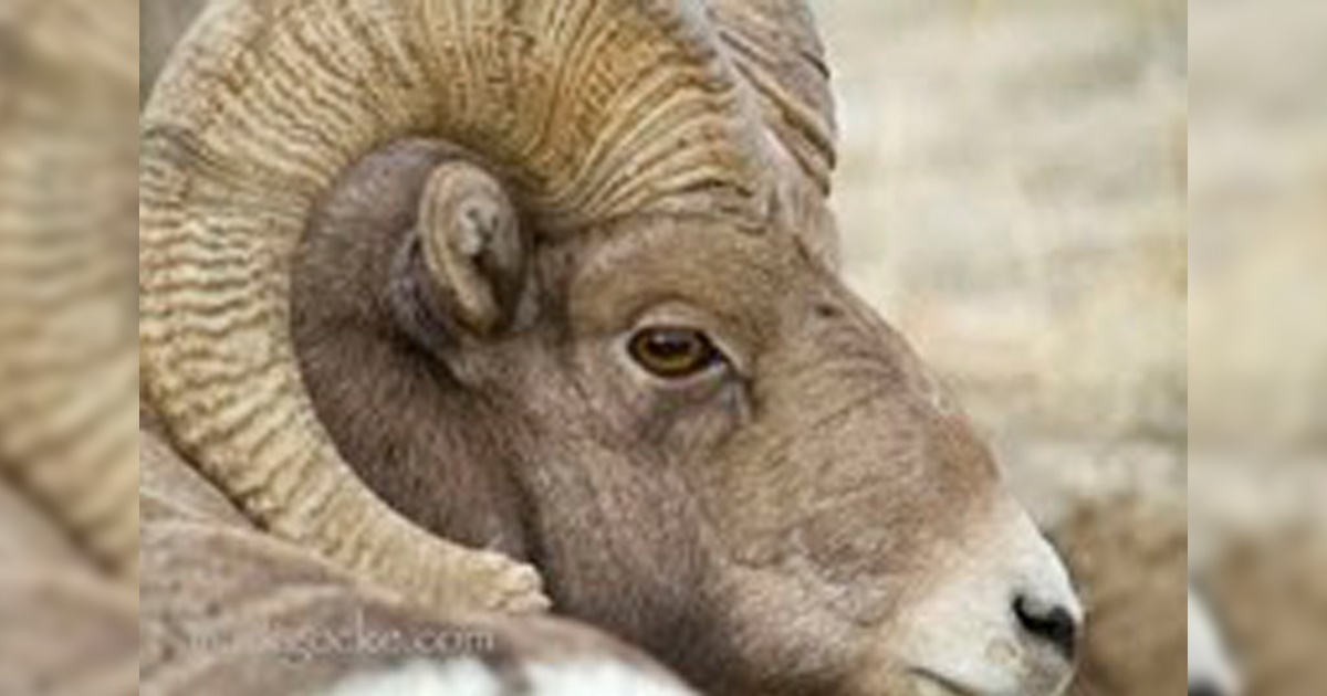 Game and Fish Seeks Public Comment on Whiskey Mountain Big Horn Sheep Management