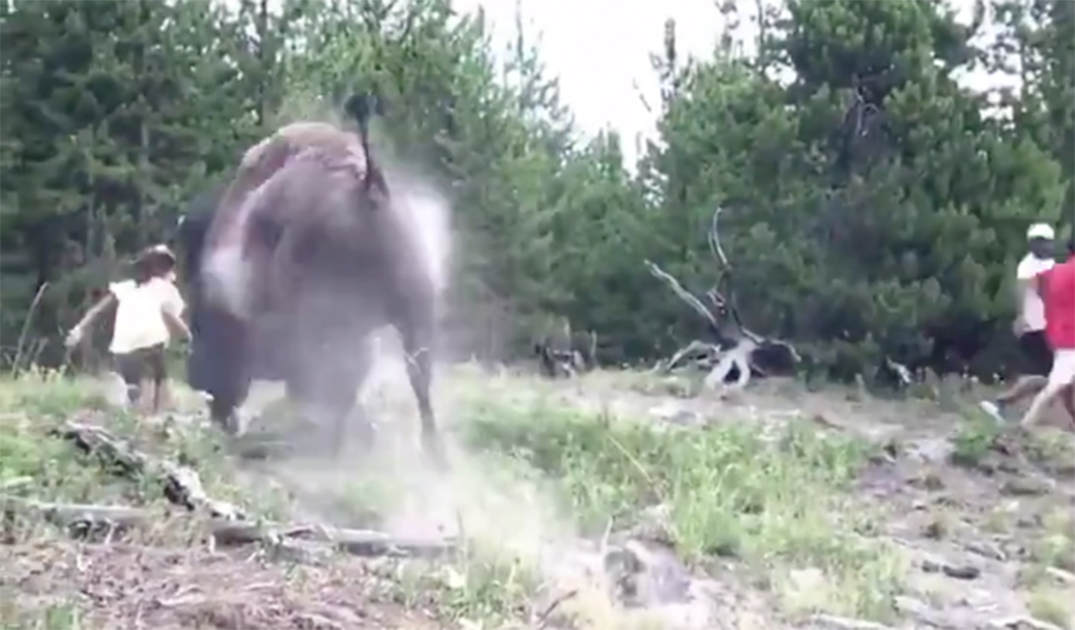 Nine-Year-Old Girl Tossed by Bison, Injured Near Old Faithful Geyser Area