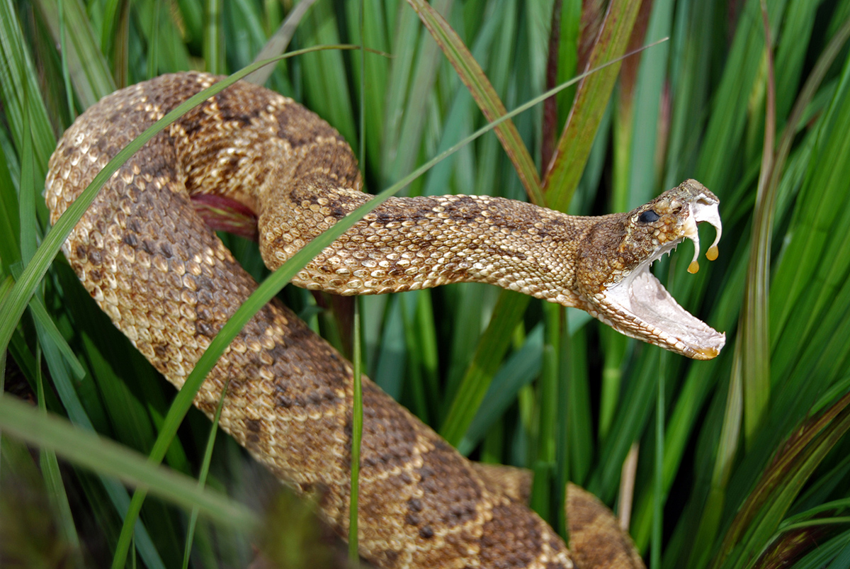 Could Rattlesnakes Be More Afraid of Us? A Game And Fish Pro Fills Us In