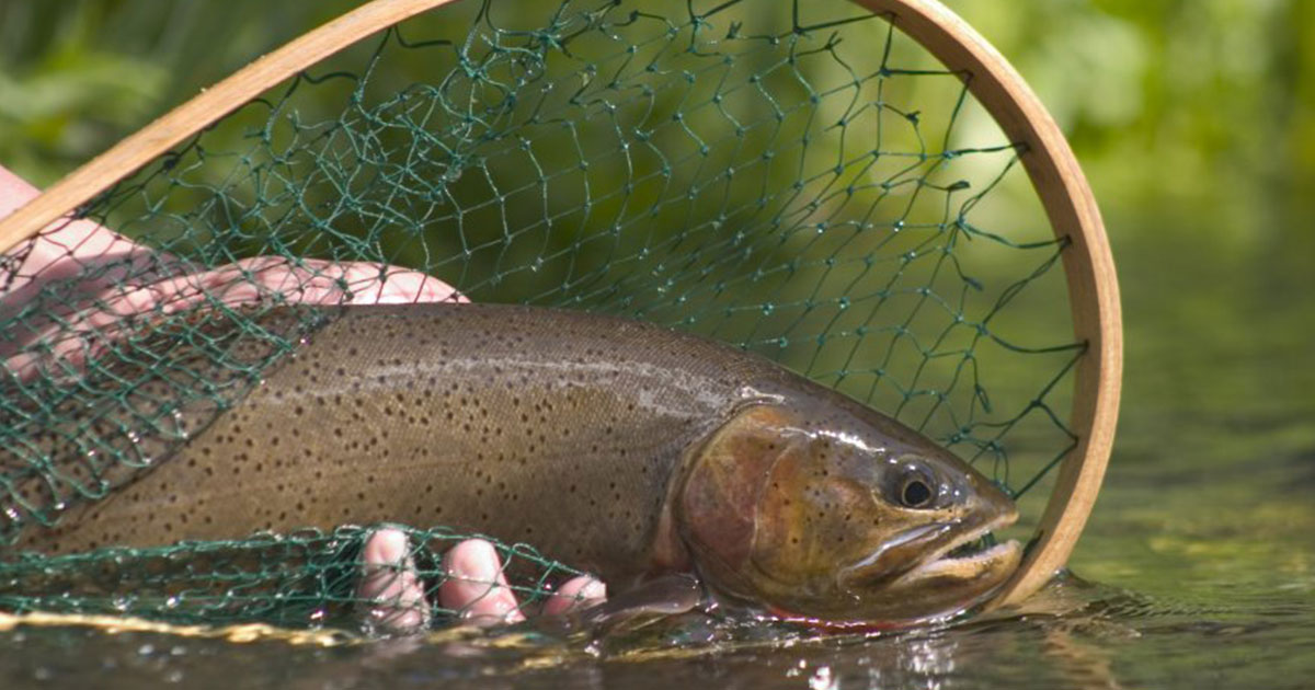 Anglers Cautioned Warm Water Impacts Local Fisheries