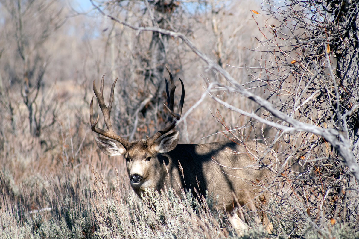 New Research Details Impact of Energy Development on Deer Habitat Use