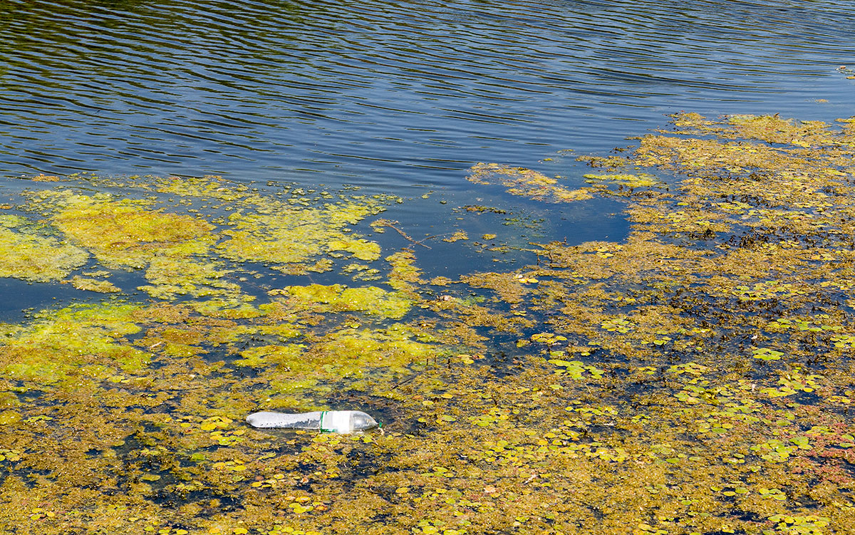 Department of Health Warns of Harmful Algal Blooms at Eden Reservoir