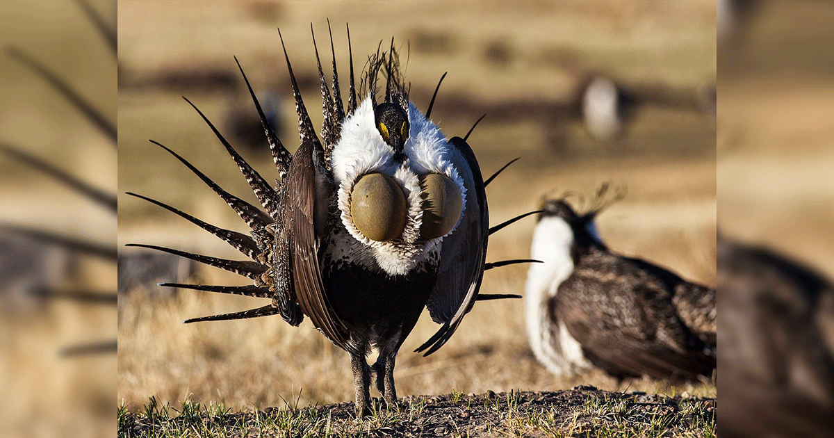 USDA Releases Proposed Amendments to Greater Sage Grouse Land Management Plans