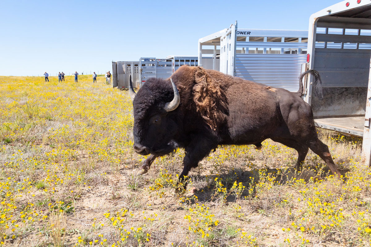 55 Male Bison Transferred from Yellowstone to Fort Peck Tribes