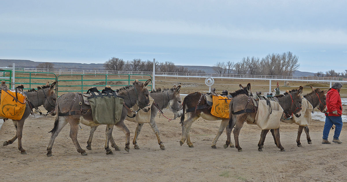 Adopt a Wild Horse or Burro at the Wyoming Honor Farm