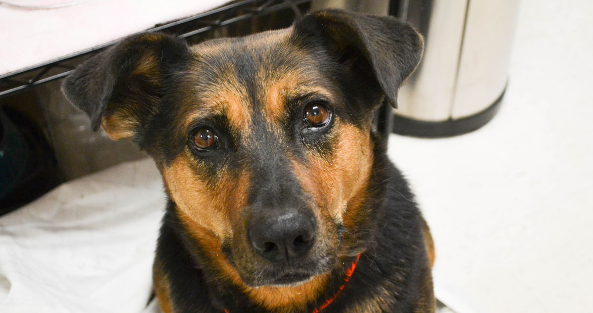 Adorable & Adoptable–Pets of the Week: Penny, Daisy, & Nala